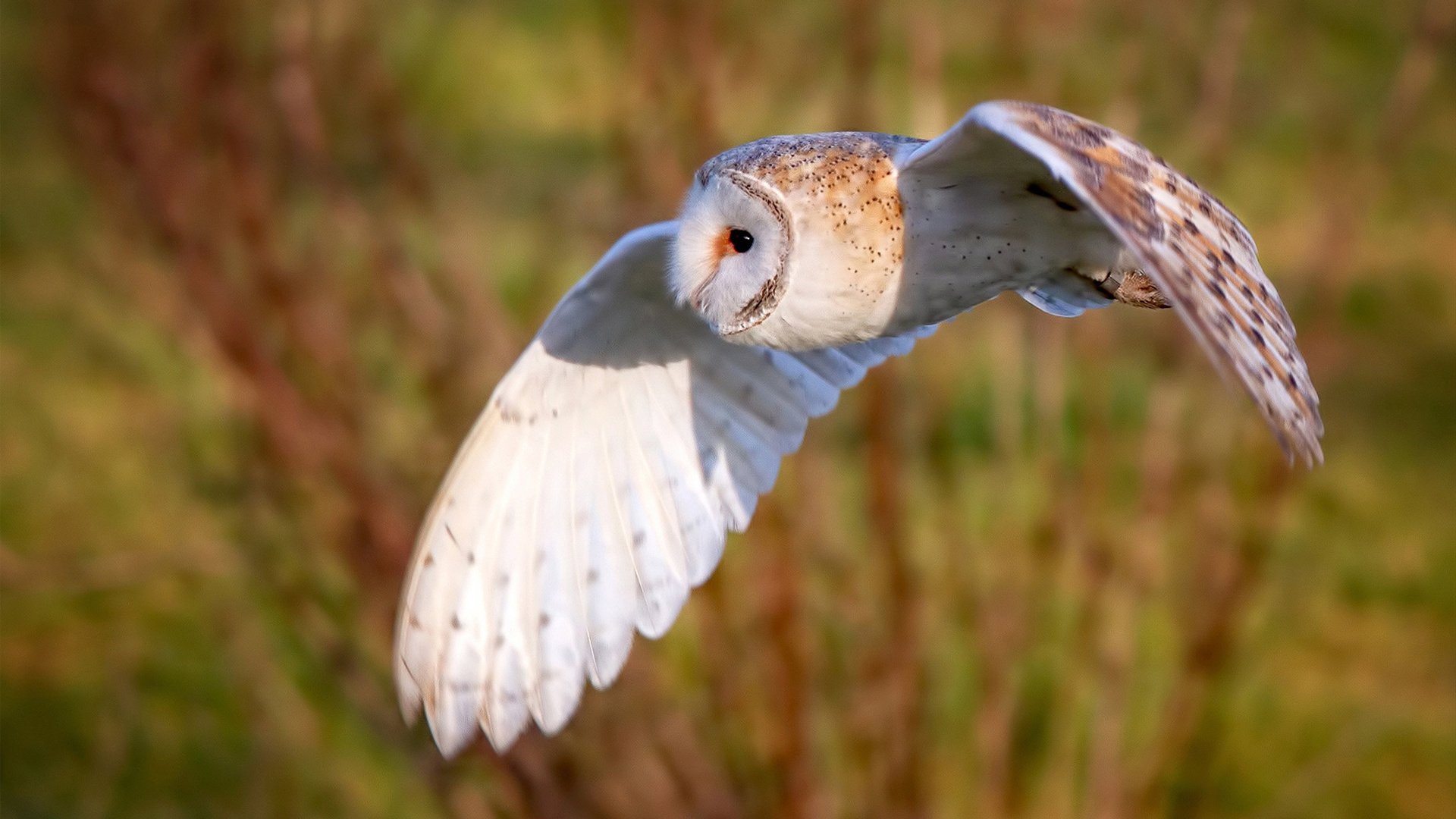 开云体育官网下载安装-【坎坷之路】马克·塞尔比从逆境到巅峰的心路历程,马克塞尔比历史地位